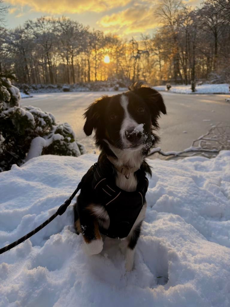 🐾OPPAS GEZOCHT voor onze Lieve, energieke hond  (Terschuur), Dieren en Toebehoren, Ophalen