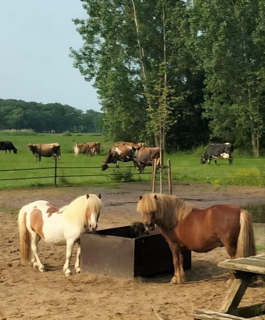 Aangeboden Shetland en mini pony ruintjes, Dieren en Toebehoren, Pony's, Met stamboom, Ruin, A pony (tot 1.17m), 3 tot 6 jaar