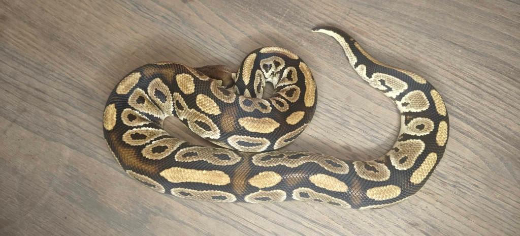 0.5 ball python verschillende kweek mannen Ball Python - male for sale from shirley sterckx