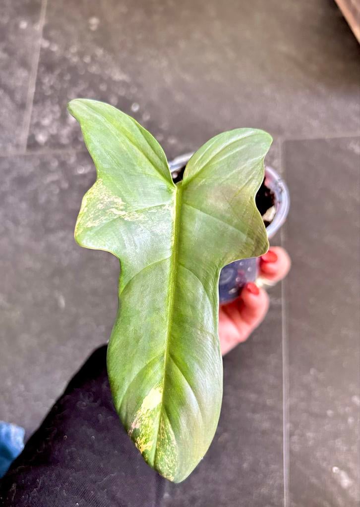 Philodendron bipennifolium variegata stek, Huis en Inrichting, Kamerplanten, Ophalen of Verzenden