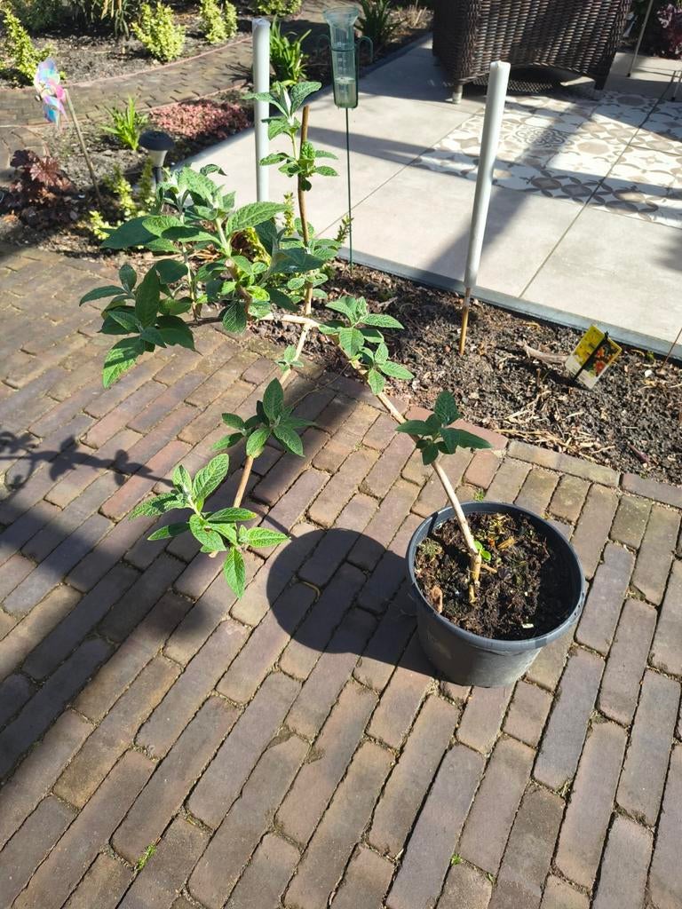 Dudleya Sungold, Ophalen, Overige soorten, Minder dan 100 cm