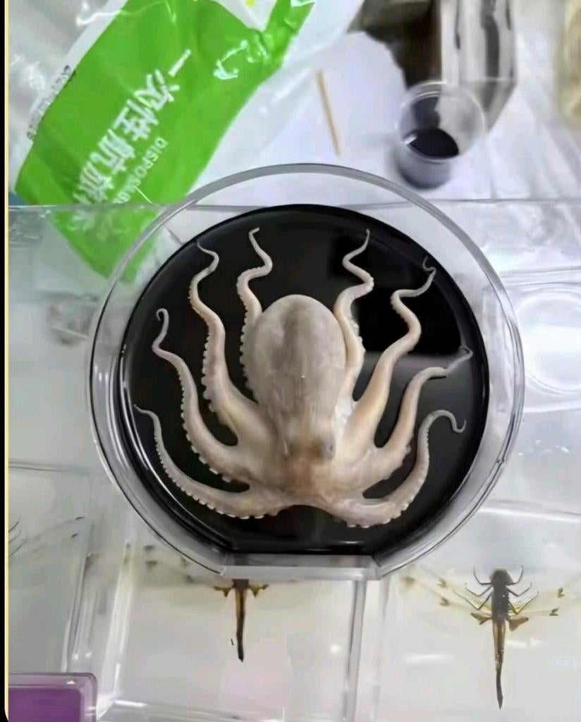 Opgezette Octopus taxidermie opgezette dieren in epoxy, Ophalen of Verzenden, Nieuw, Vogel, Opgezet dier