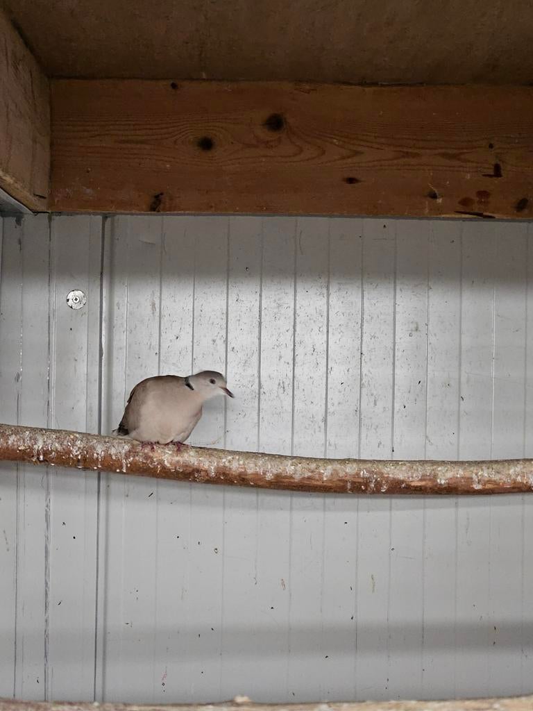 Tortelduif man, Dieren en Toebehoren, Mannelijk, Tortelduif