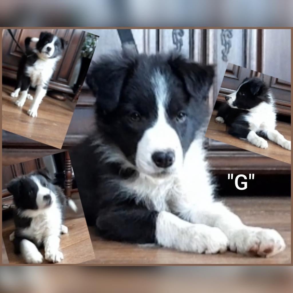 Prachtige, raszuivere Border Collie, Bordercollie pups, Dieren en Toebehoren, Reu, Collie, Eén hond, Nederland