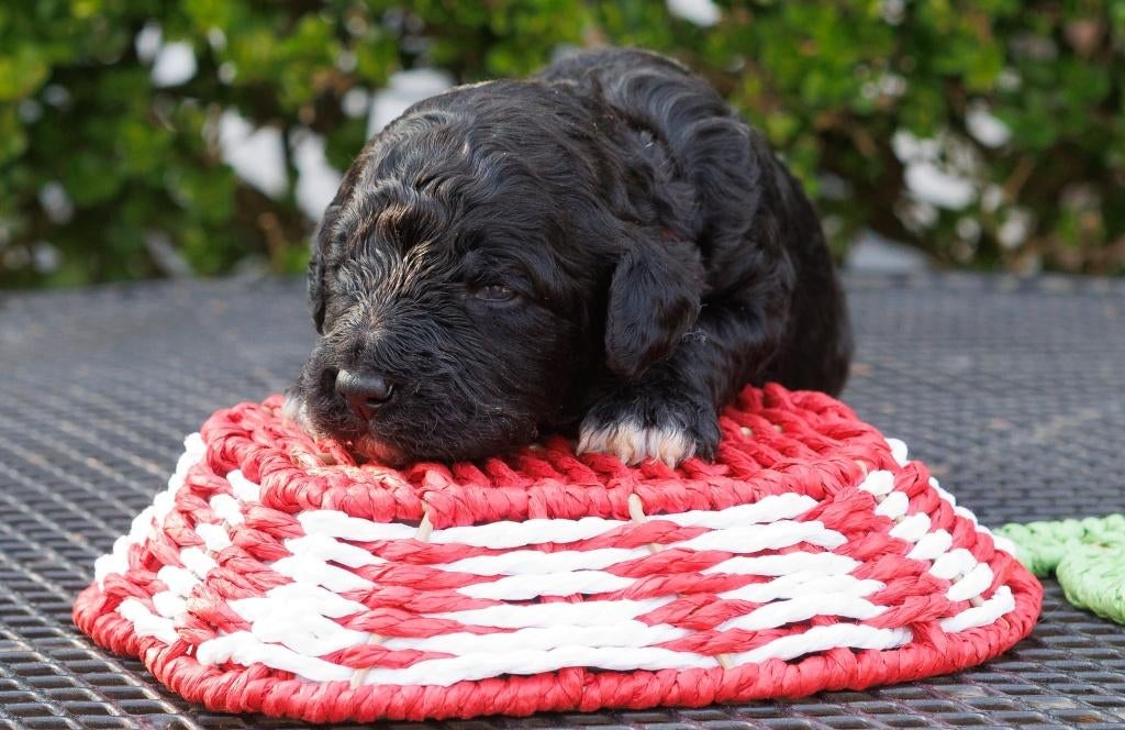 Franse Waterhondpups uit liefdevol en doordacht nest, Dieren en Toebehoren, Honden | Retrievers, Spaniëls en Waterhonden, Parvo
