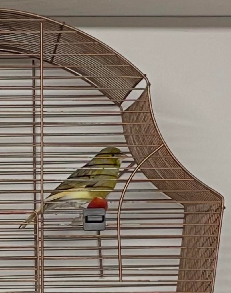 Vogels, kanarie, vogel, kanarie’s, Vrouwelijk, Zangkanarie