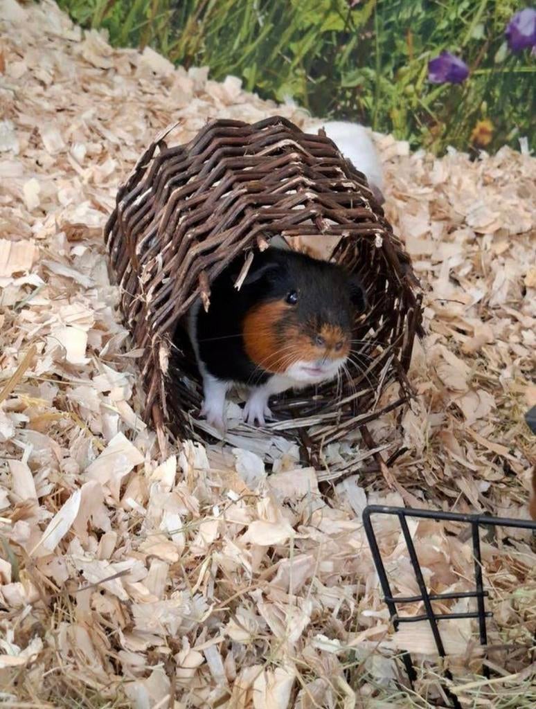 Hele leuke cavia beertjes, Januari, Mannelijk, Cavia