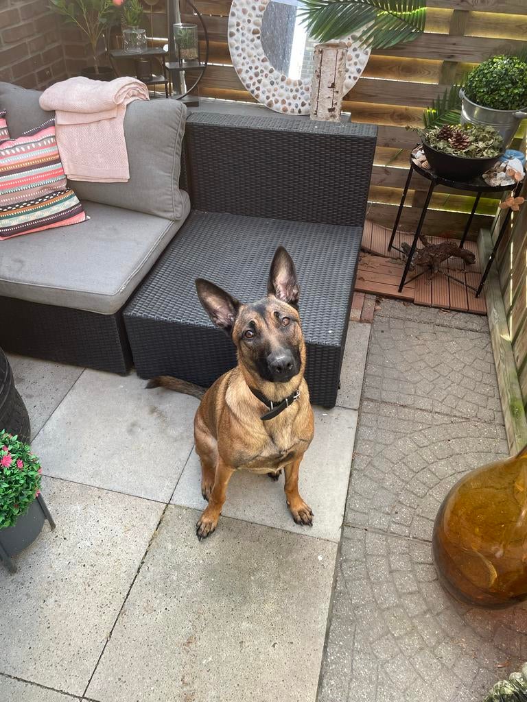 Mechelse herder, Dieren en Toebehoren, Honden | Herdershonden en Veedrijvers, 15 weken tot 1 jaar, Teef, Parvo, Eén hond