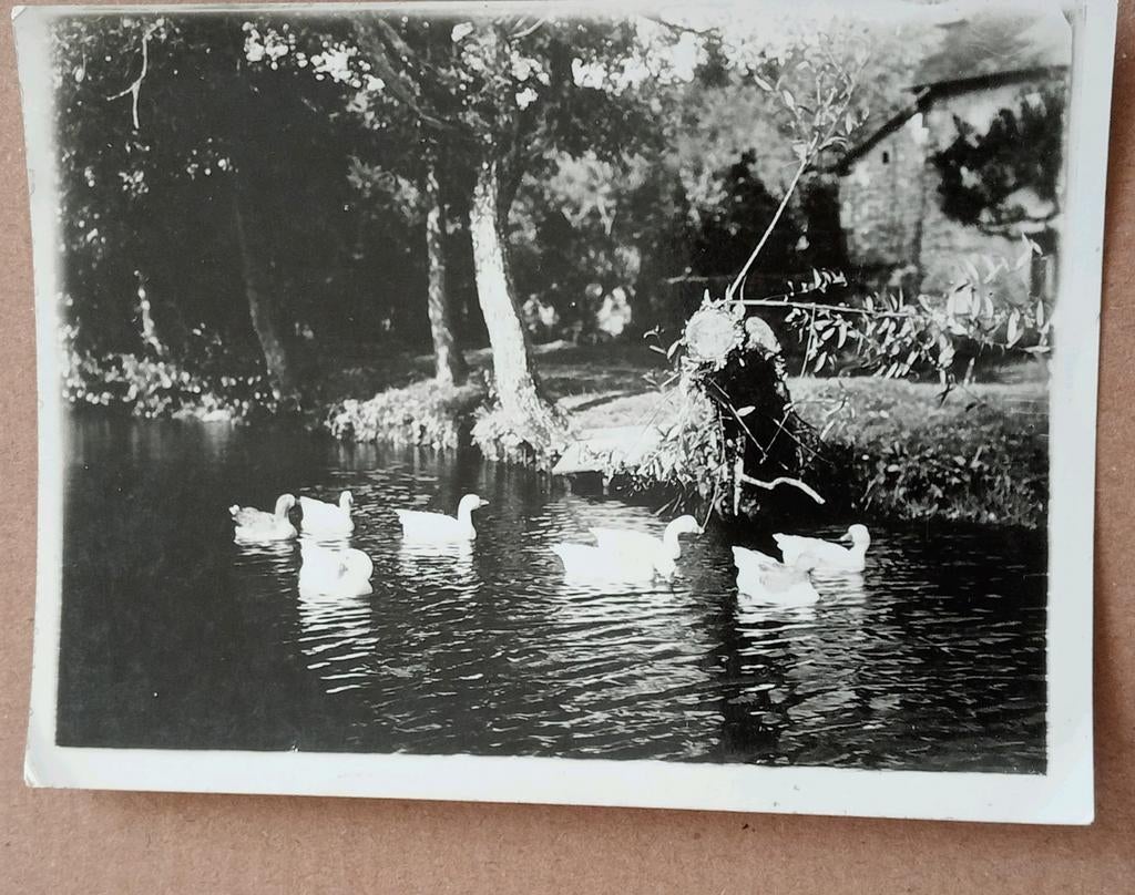 Witte Ganzen 1955, Ophalen of Verzenden, 1940 tot 1960, Gebruikt