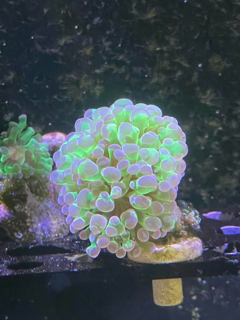 Euphillia koraal koppen, Dieren en Toebehoren, Ophalen, Zo goed als nieuw, Gevuld zeewateraquarium