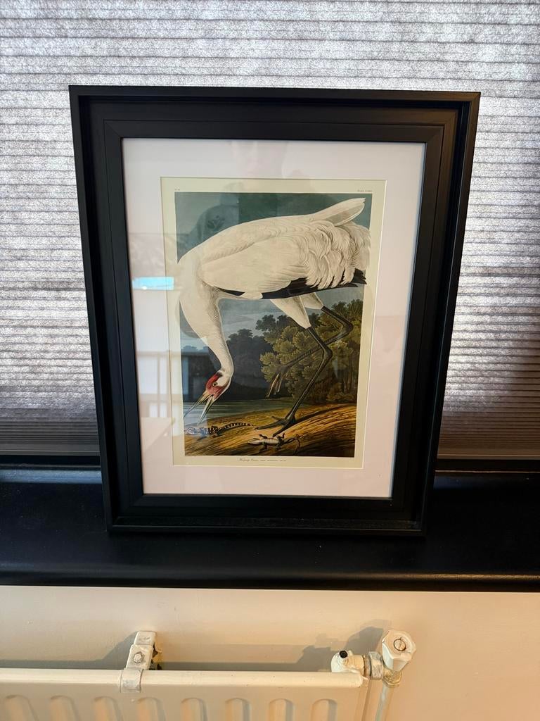Ingelijste poster 40x60cm - Witte Kraanvogel, Ophalen, Minder dan 50 cm, 50 tot 75 cm, Zo goed als nieuw