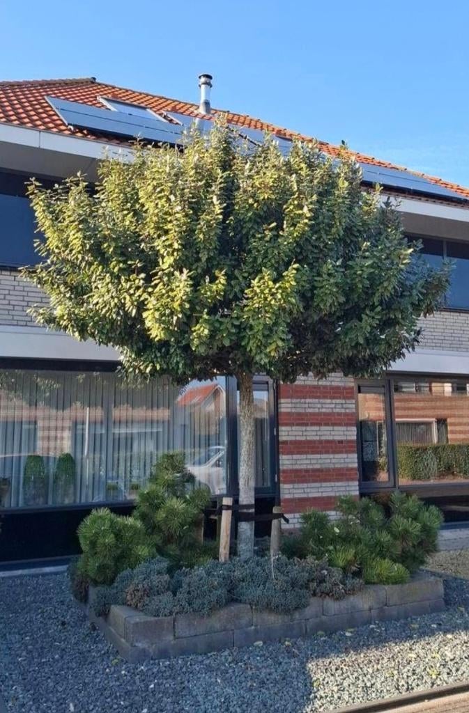 Olijfwilg, Elaeagnus ebbingei, Overige soorten, Lente, 250 tot 400 cm, Ophalen