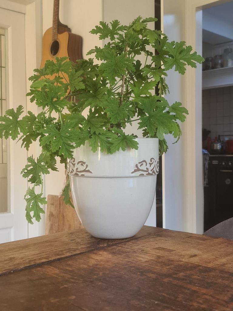 Mooie hoge stenen bloempot met geurende citroengeranium, Ophalen, Halfschaduw, Minder dan 100 cm