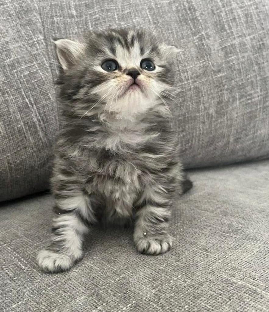 Gezocht: kittens, Dieren en Toebehoren, Katten-accessoires, Ophalen of Verzenden