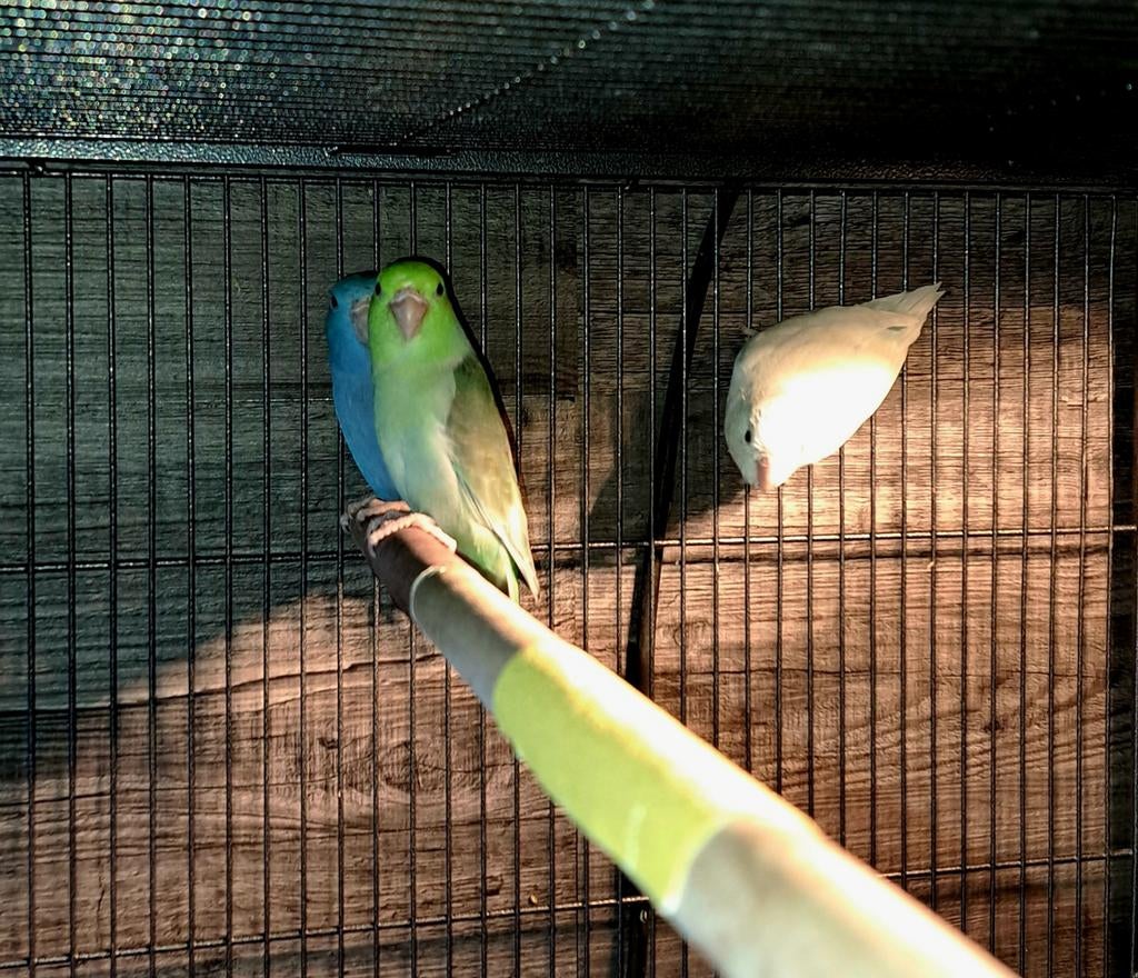 Dwergpapagaaien, Dieren en Toebehoren, Vogels | Parkieten en Papegaaien, Parkiet, Meerdere dieren