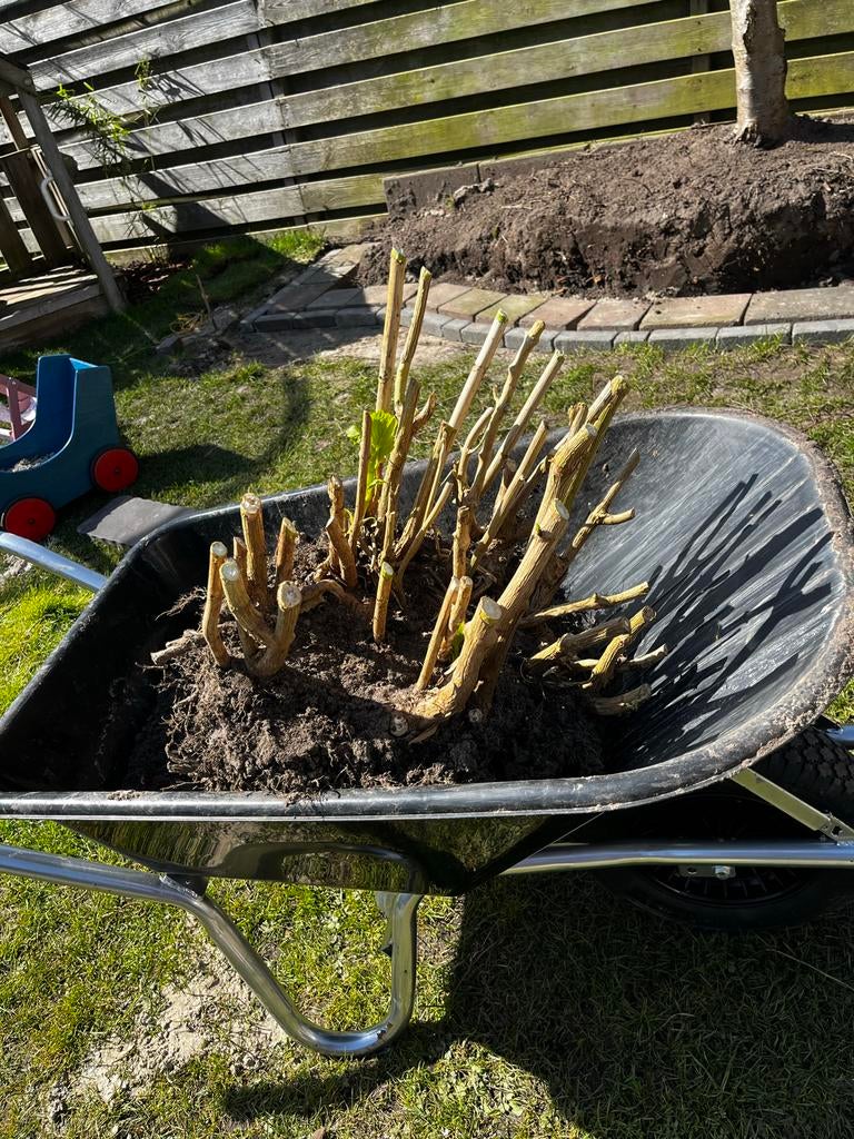 Gesnoeide grote hortensia, Tuin en Terras, Planten | Tuinplanten, Vaste plant, Bloeit niet, Halfschaduw, Ophalen
