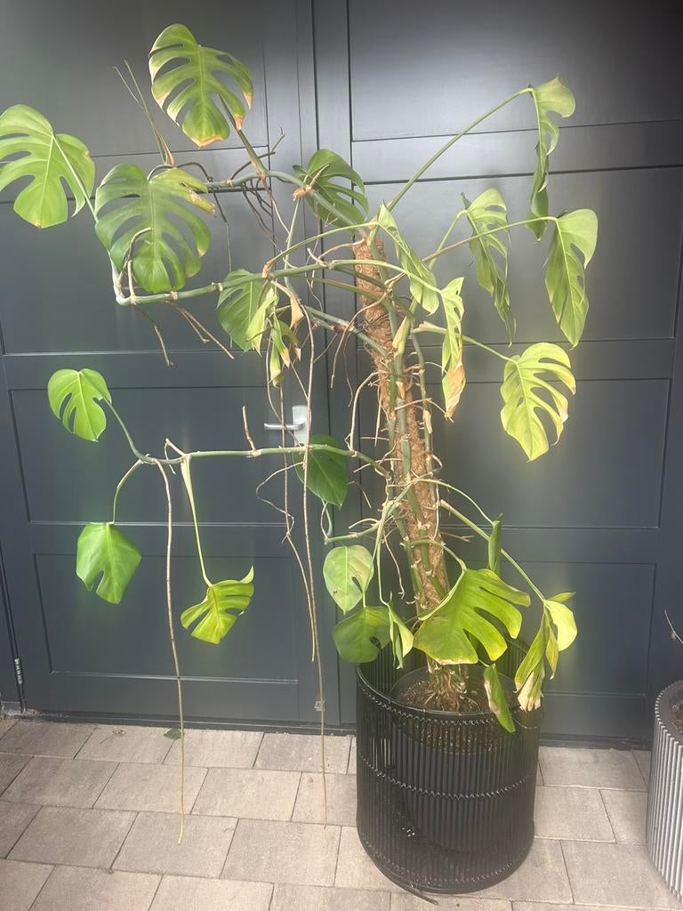 Gratis! Grote monstera plant met pot/mand, Tuin en Terras, Ophalen, Overige soorten, Halfschaduw
