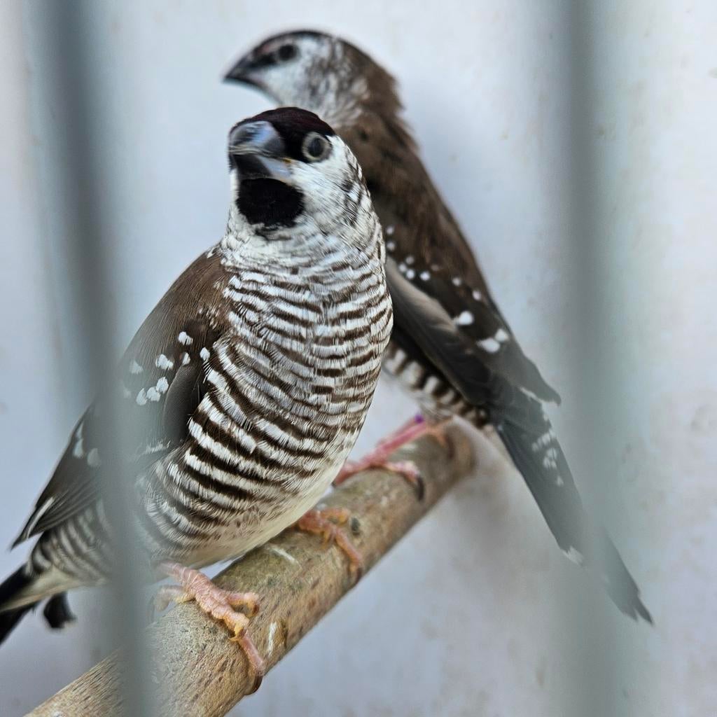 8 ceresamadine mannen, Dieren en Toebehoren, Vogels | Overige Vogels, Mannelijk, Tropenvogel