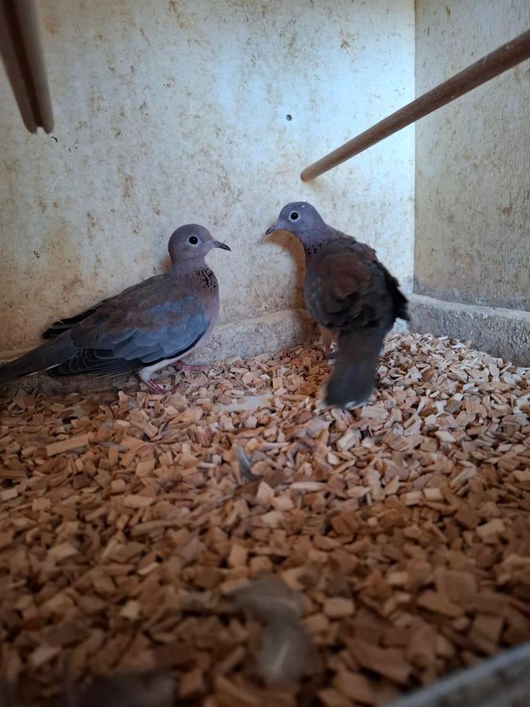 Senegaal duiven, Dieren en Toebehoren, Meerdere dieren