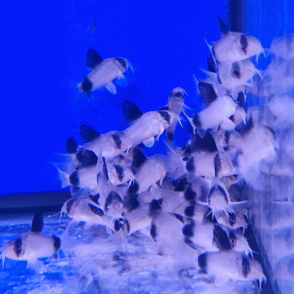 Corydoras Panda Corydoras Sterbai Corydoras Orange laser, Vis, Zoetwatervis