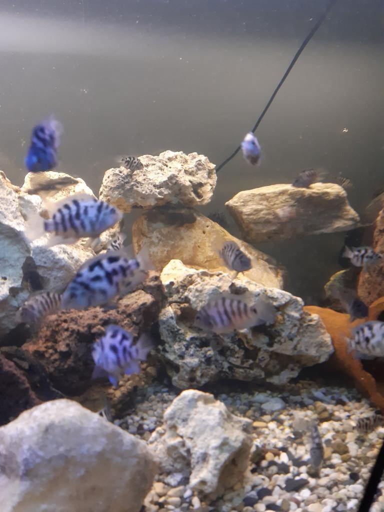 Zebracichlide  cichlide vissen, Dieren en Toebehoren, Vis