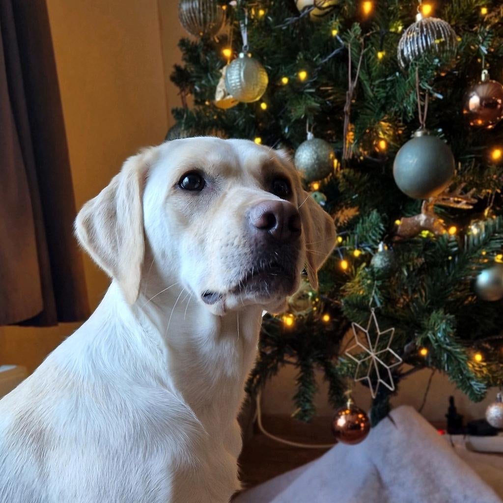 Wachtlijst gesloten Labrador pups verwacht in het voorjaar, 8 tot 15 weken, Labrador retriever, Meerdere, Meerdere dieren