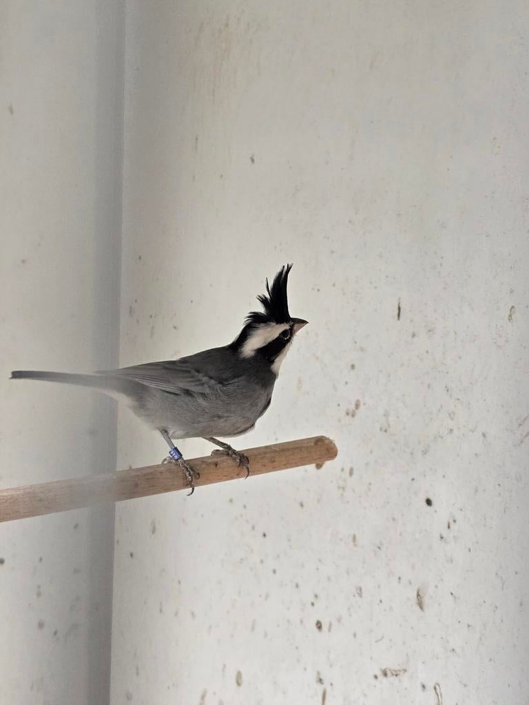 Boliviaanse bergkardinaal man, Dieren en Toebehoren, Vogels | Overige Vogels, Mannelijk, Geringd