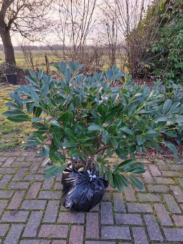 Laurier, prunus caucasica, per stuk € 7,50, Ophalen, Laurier, Struik, Minder dan 100 cm