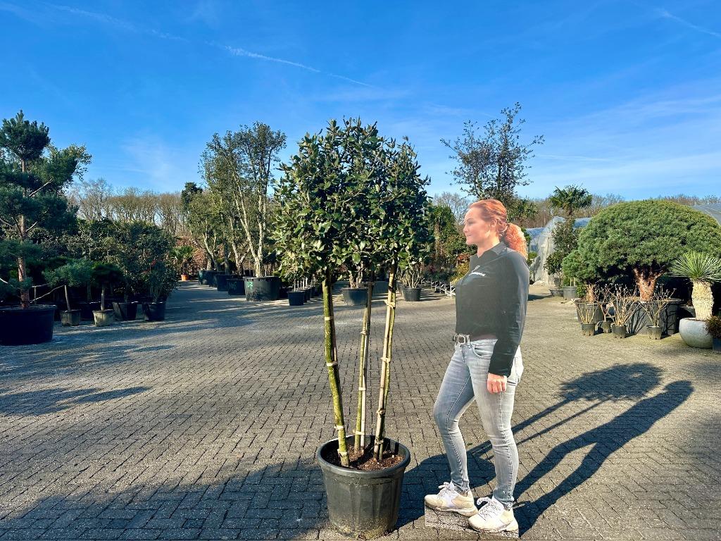 Groenblijvende steeneik (Quercus ilex) 3 stammig te koop!!!