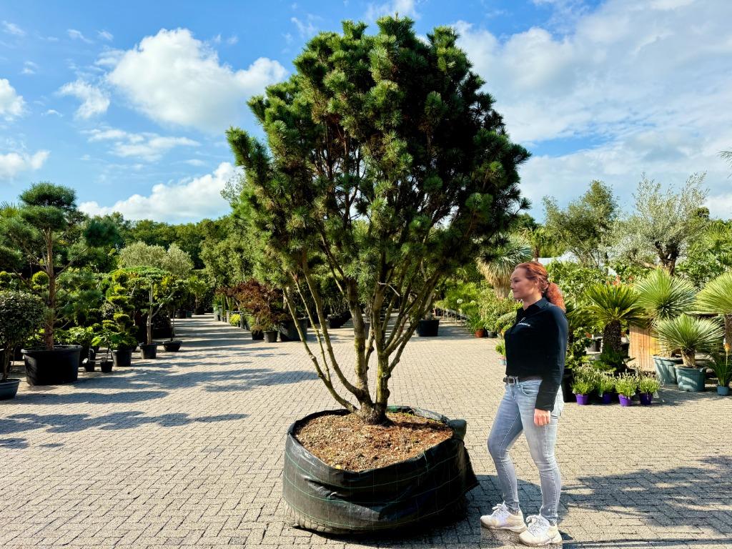 Exclusieve Pinus pumila 'Compacta' solitair te koop!, Overige soorten, 250 tot 400 cm, Zomer, Ophalen