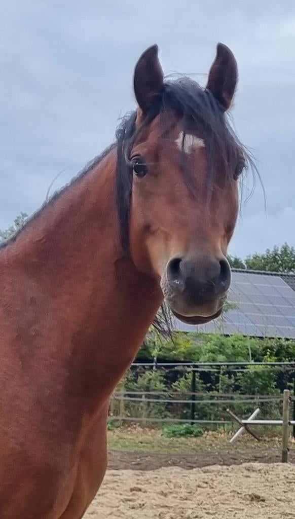 Schitterende Welsh pony, Dieren en Toebehoren, Pony's, Ruin, Onbeleerd, C pony (1.27m tot 1.37m), 3 tot 6 jaar, Met stamboom, Gechipt