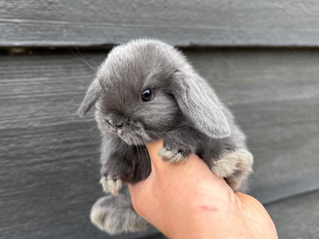 Lieve raszuivere Hangoordwergen/Minilops van zorgboerderij, Dieren en Toebehoren, Konijnen, Meerdere dieren, Dwerg