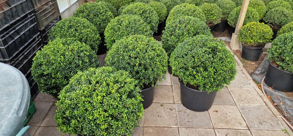 Ilex bollen, Ophalen, Overige soorten, Halfschaduw