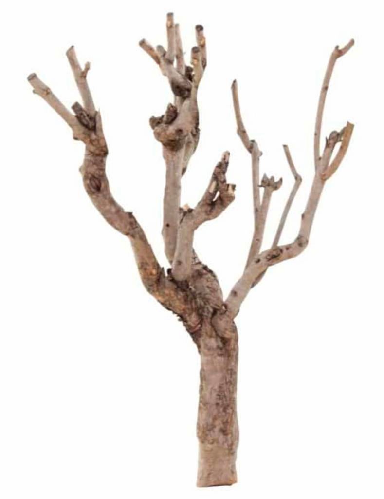 Tak stronk droog hout gevraagd, Ophalen, Zo goed als nieuw