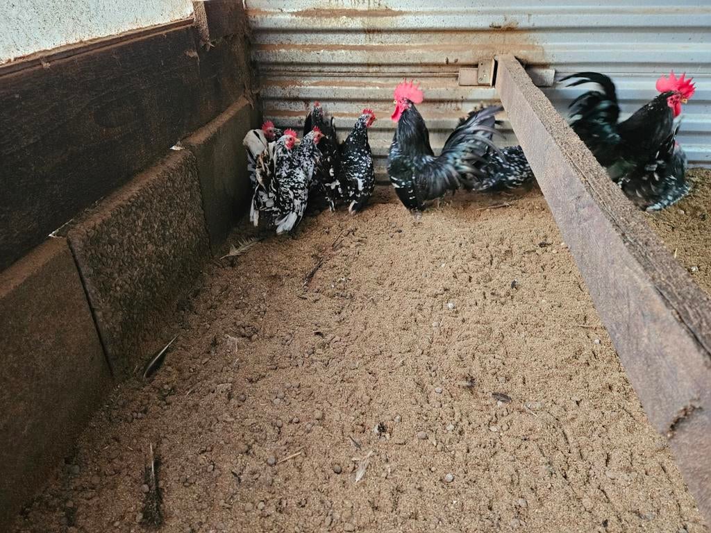 Broedeieren chabo zwart/wit gepareld, Dieren en Toebehoren, Pluimvee, Geslacht onbekend, Kip