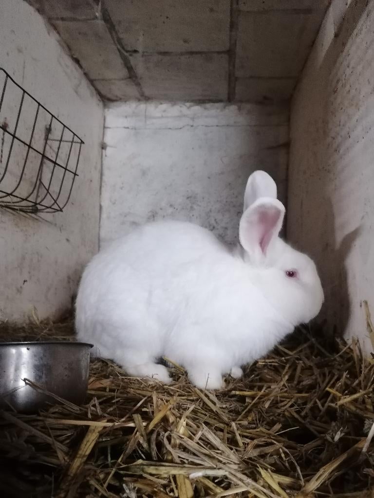 Te koop Vlaamse reus ram wit, Dieren en Toebehoren, Mannelijk, Groot, 0 tot 2 jaar