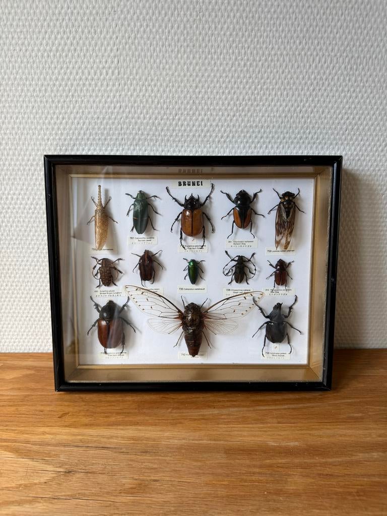 Vintage Opgezette Kevers, Insecten in Zwarte Lak Lijst, Verzamelen, Ophalen of Verzenden, Gebruikt, Insect, Opgezet dier