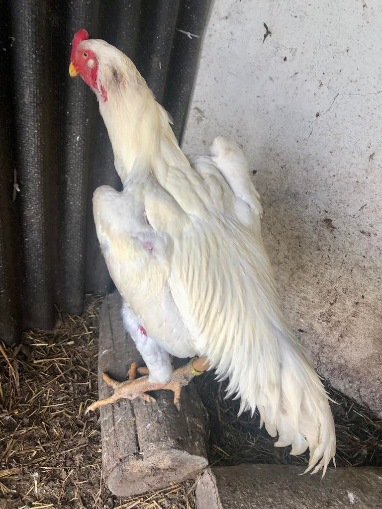 Shamo haan, Dieren en Toebehoren, Mannelijk, Kip