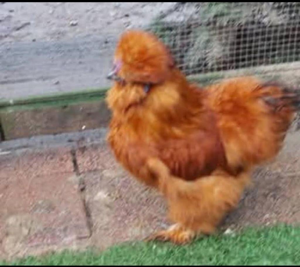 USA zijdehoenders haan + hennen, Meerdere dieren, Kip