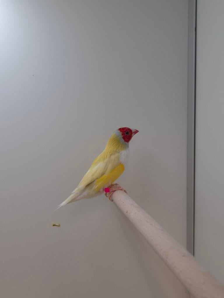 1-1 Gouldamadines, Meerdere dieren, Tropenvogel, Geringd