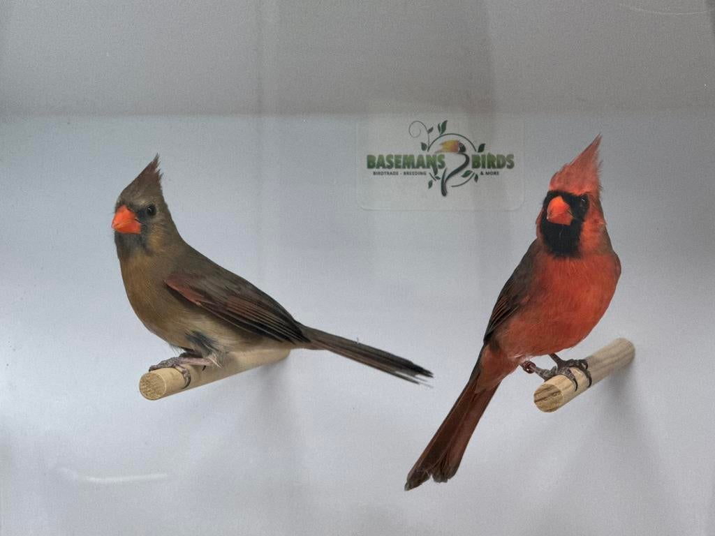 Rode kardinaal - Cardinalis cardinalis, Meerdere dieren, Geringd