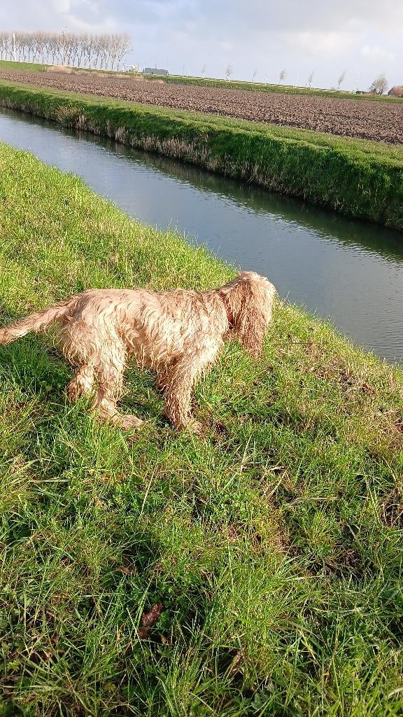 Cocker spaniel 8 maanden, 15 weken tot 1 jaar, Reu, Eén hond, Spaniël