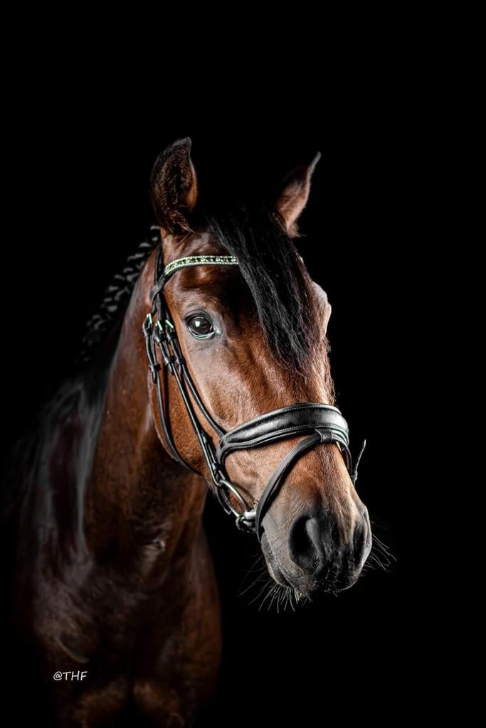 Veelbelovende KWPN ruin – Phoenix HS, Dieren en Toebehoren, Paarden, Springpaard, Met stamboom, Ruin, 3 tot 6 jaar