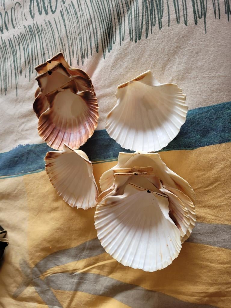 9 stuks Sint Jacobsschelpen, Ophalen of Verzenden