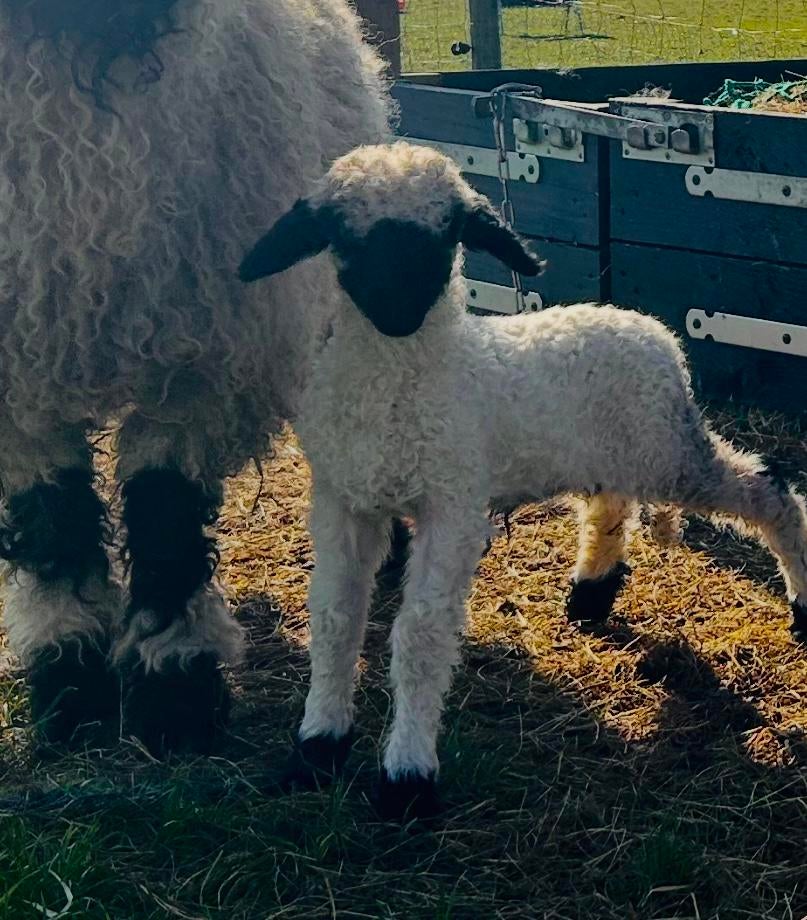 Walliser Schwarznase ramlammetjes, Dieren en Toebehoren, Schapen, Geiten en Varkens, Mannelijk, Schaap, 0 tot 2 jaar