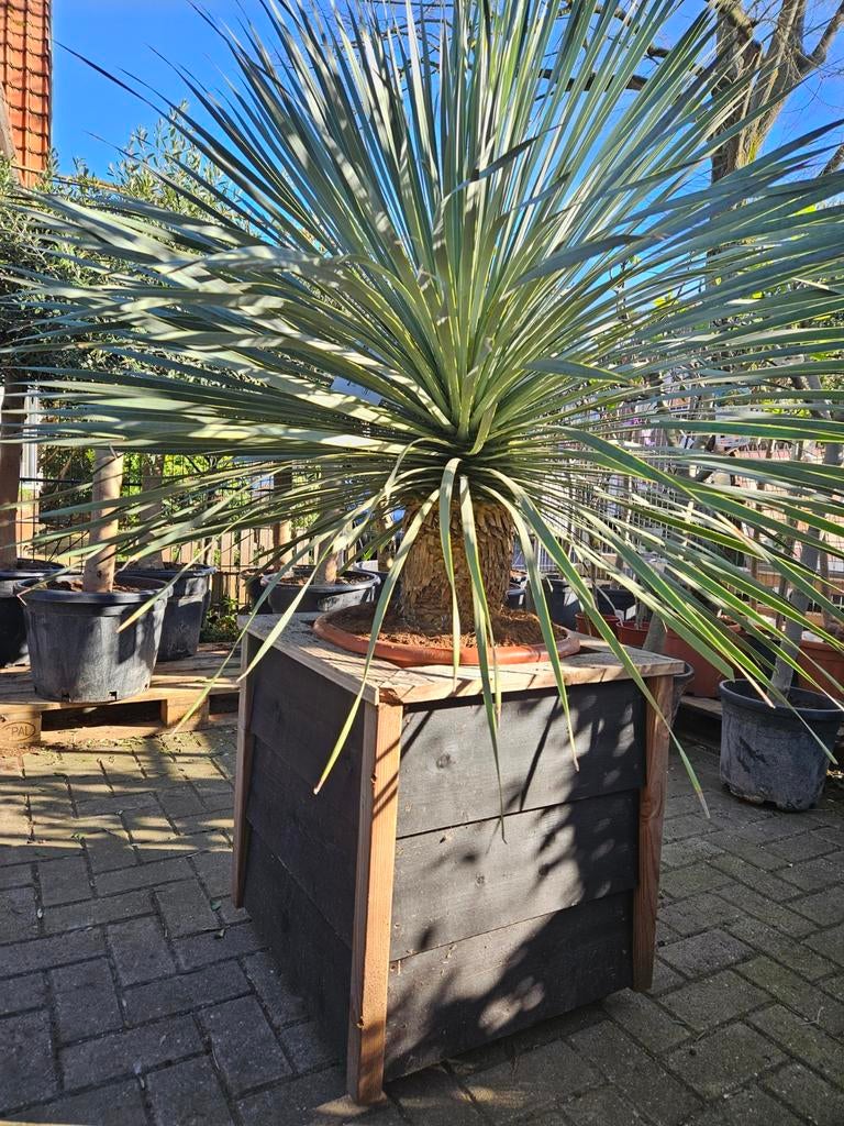 Yucca Rostrata 4 maten, Ophalen of Verzenden, Overige soorten, Volle zon