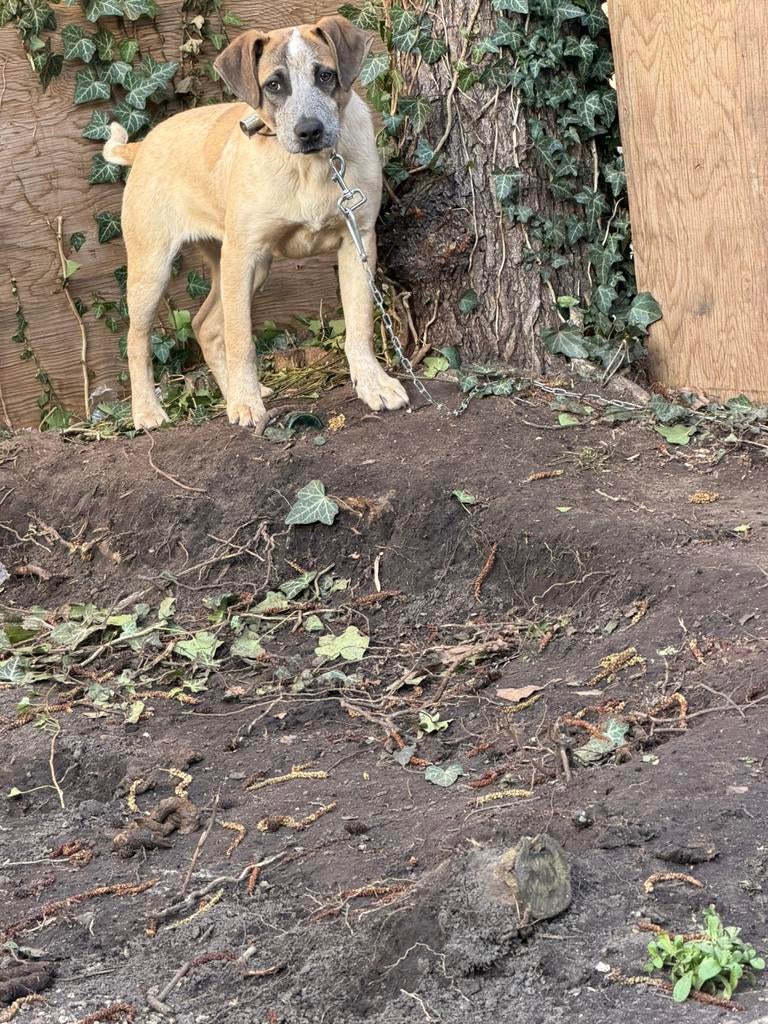 Mooie pup van 3 maanden te koop