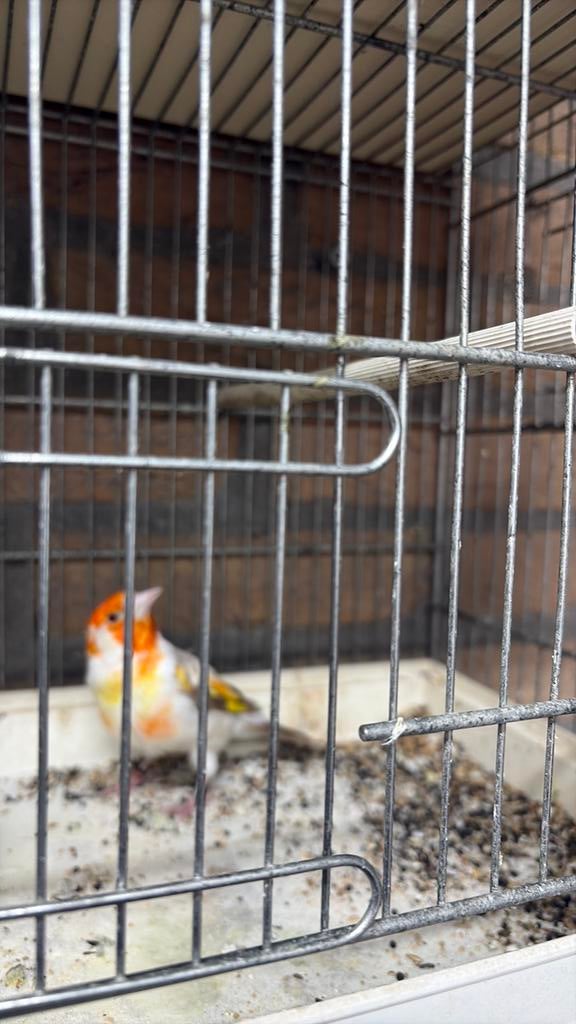 Mooi majoor putter man, Dieren en Toebehoren, Vogels | Overige Vogels, Mannelijk, Wildzangvogel