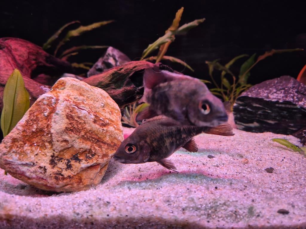Koppel Ptychochromis loisellei  cichlide

(Uiterst zeldzaam), Dieren en Toebehoren, Vis