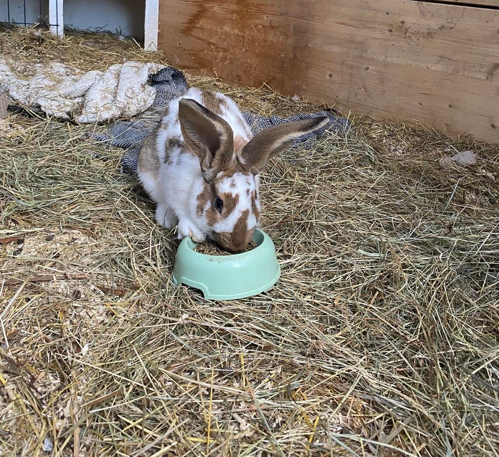 Mooie raszuivere vlaamse reus (rammetje), Mannelijk, Groot, 0 tot 2 jaar